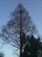 Foto: Baum mit Himmel